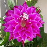 1 unrooted cutting/ leaf/ stem Super Rare Hot  Oberon Epiphyllum Orchid Cactus 6-8???