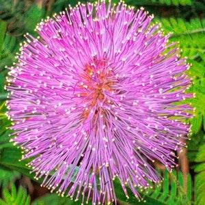 25 Seeds- Sensitive Plant Seeds- Touch Me Not-Sleeping Grass-Prayer Plant-Humble Plant-J058-MIMOSA PUDICA
