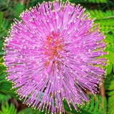 25 Seeds- Sensitive Plant Seeds- Touch Me Not-Sleeping Grass-Prayer Plant-Humble Plant-J058-MIMOSA PUDICA