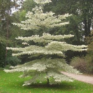 Giant Dogwood {Conrnus controversa} Ornamental | Showy White Blooms Segmented Growth | Largest Dogwood | Bonsai | 15 seeds New!