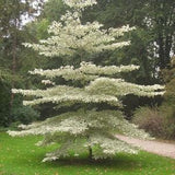 Giant Dogwood {Conrnus controversa} Ornamental | Showy White Blooms Segmented Growth | Largest Dogwood | Bonsai | 15 seeds New!
