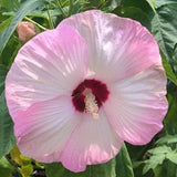 Hardy Hibiscus - Rose Mallow - Variety 20 Pack