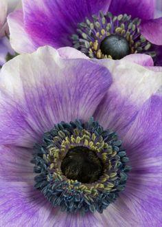 In the Studio: Purple Poppy Anemone Flowers Flower Delivery