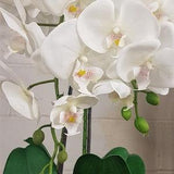 Artificial Real Touch Orchid in Melamine Pot, Double Stem Potted Orchid, Orchid plant for home d???cor, Faux Flower Arrangement Centrepiece