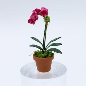 Fuchsia Phalaenopsis Orchid (One Spike)