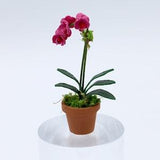 Fuchsia Phalaenopsis Orchid (One Spike)