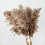 10pcs Bulrush Natural Real Dried Flowers Plants Pampas Grass In Bouquet Small...