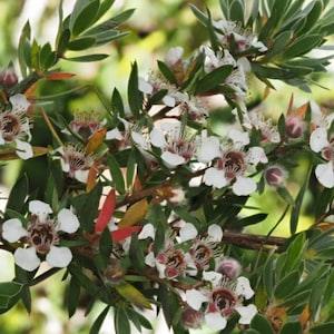 Leptospermum grandiflorum seeds - Autumn Tea Tree - 50 seeds