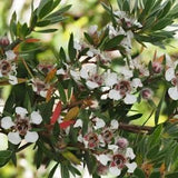 Leptospermum grandiflorum seeds - Autumn Tea Tree - 50 seeds