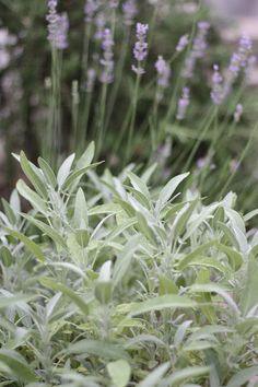 Favorite Herbs to Grow as a Flower Farmer ?? the kokoro garden Flower Delivery