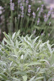 Favorite Herbs to Grow as a Flower Farmer ?? the kokoro garden Flower Delivery