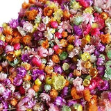 1420Pcs Pressed Real Dried Flowers Leaves for Epoxy Resin Jewelry Making Nail D7