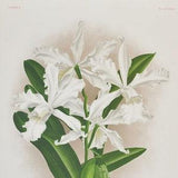 Laelio-cattleya elegans - Original Large Antique Orchid Print 1880s - orchidaceae, botanical, botany, flower, plant, linden, orchidee, white