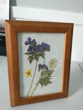 Alaska Wild Flowers framed 6x9 inches (spring 2021)??