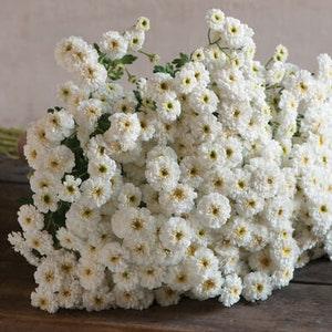 Tetra White Feverfew seeds 15 count