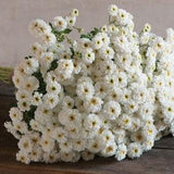 Tetra White Feverfew seeds 15 count