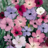 100 seeds Viscaria Oculata Seeds - Mix / Annual