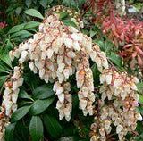 12 Foundation-Friendly Plants Flower Delivery