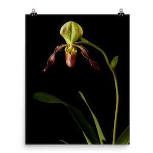 Lady Slipper Orchid Print Paphiopedilum Orchid Poster Wall Art Photo
