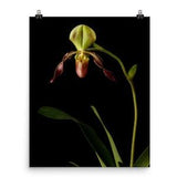 Lady Slipper Orchid Print Paphiopedilum Orchid Poster Wall Art Photo