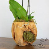 Handmade Natural|Wood Planter|Rustic Pot|Single Orchid|Planter Decorative|Centerpiece|Home Deco|Vase