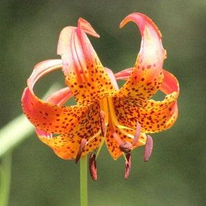 5 seeds Michigan Lily Lilium michiganense