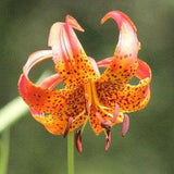 5 seeds Michigan Lily Lilium michiganense