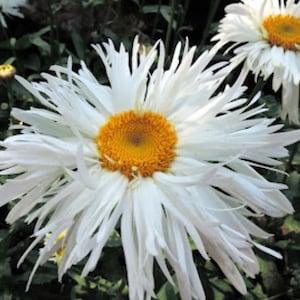 Crazy Daisy double petals. Perennial. 30 seeds. Easy care, low maintenance.