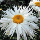 Crazy Daisy double petals. Perennial. 30 seeds. Easy care, low maintenance.