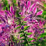 Spiny Spiderflower Blend 0.5g - 100 Seeds - Cleome Spinosa