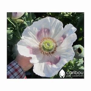PERENNIAL | GIGANTHEMUM (Giant) Poppy | 100 Seeds | Pastel Blooms in Apricot, Gold, Tangerine, White | Papaver | Fresh, High Quality Seed