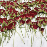 12PCS Pressed Rose Bud Dried Flower Embossing Specimen Epoxy Jewelry Frame Craft