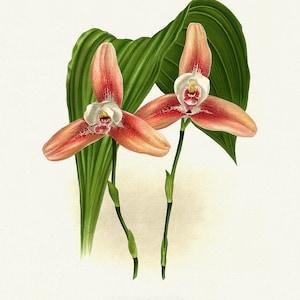 Orchid No. 412, 1885, Linden auth., botanical print (giclee) on canvas, 50x70cm. or 20x25" approx.