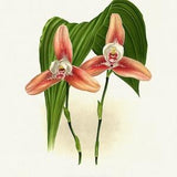 Orchid No. 412, 1885, Linden auth., botanical print (giclee) on canvas, 50x70cm. or 20x25" approx.