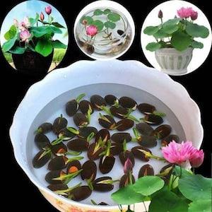 10+ Nelumbo nucifera seeds pack | Egyptian Bean | Sacred Lotus |  | Germination Tested.