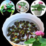 10+ Nelumbo nucifera seeds pack | Egyptian Bean | Sacred Lotus |  | Germination Tested.