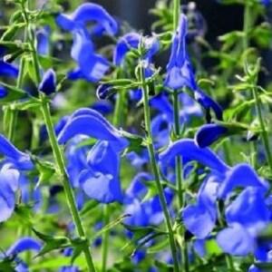 Rare! DEEP-BLUE SALVIA Patens Gentian Sage Perennial 5 Seeds