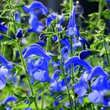 Rare! DEEP-BLUE SALVIA Patens Gentian Sage Perennial 5 Seeds