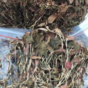 50g Dried Anoectochilus Roxburghii, Anoectochilus formosanus, Jin Xian Lian, Tea