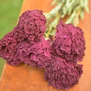 Burgundy dried peonies | Dried flowers for bouquets and arrangements | Dried flower bouquet | Dried flower bunch | Red peonies