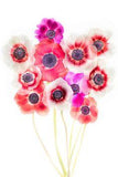 Bouquet of Anemones (on White) Flower Delivery