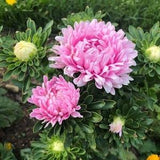 Pink Milady Aster Mix Seeds | Annual Dwarf Flower | Perfect for Containers | 25+ seeds - Heirloom and Open Pollinated