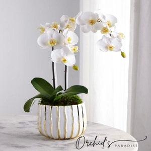 ARMAMI PARIS -Faux White Orchid in a Ceramic Vase white gold - Modern Luxury Arrangement - Fake Orchid and Floral Moss -Preserved Moss