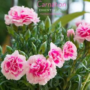 Carnation Essential Oil (Dianthus caryophyllus). 100% Pure and natural.