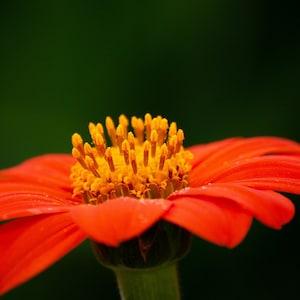 TITHONIA TORCH  Tithonia rotundifolia, rotundiflora 10 Seeds