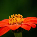 TITHONIA TORCH  Tithonia rotundifolia, rotundiflora 10 Seeds
