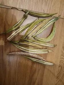 Lot Of 12 Dried Okra Pods Suitable For Crafts