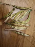 Lot Of 12 Dried Okra Pods Suitable For Crafts