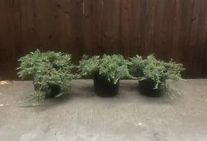 Blue Rug Juniper Ground Cover 2 Gallon Size Plants | Juniperus Lot Of 3