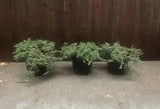 Blue Rug Juniper Ground Cover 2 Gallon Size Plants | Juniperus Lot Of 3